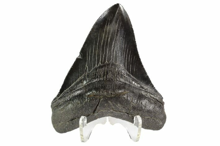 Serrated, Fossil Megalodon Tooth - Georgia #90768